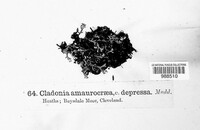 Cladonia amaurocraea image